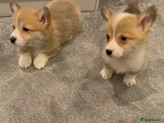 Welsh Corgi Pembroke dogs Ready now!! Kc Pembroke corgi puppies - Advert 2