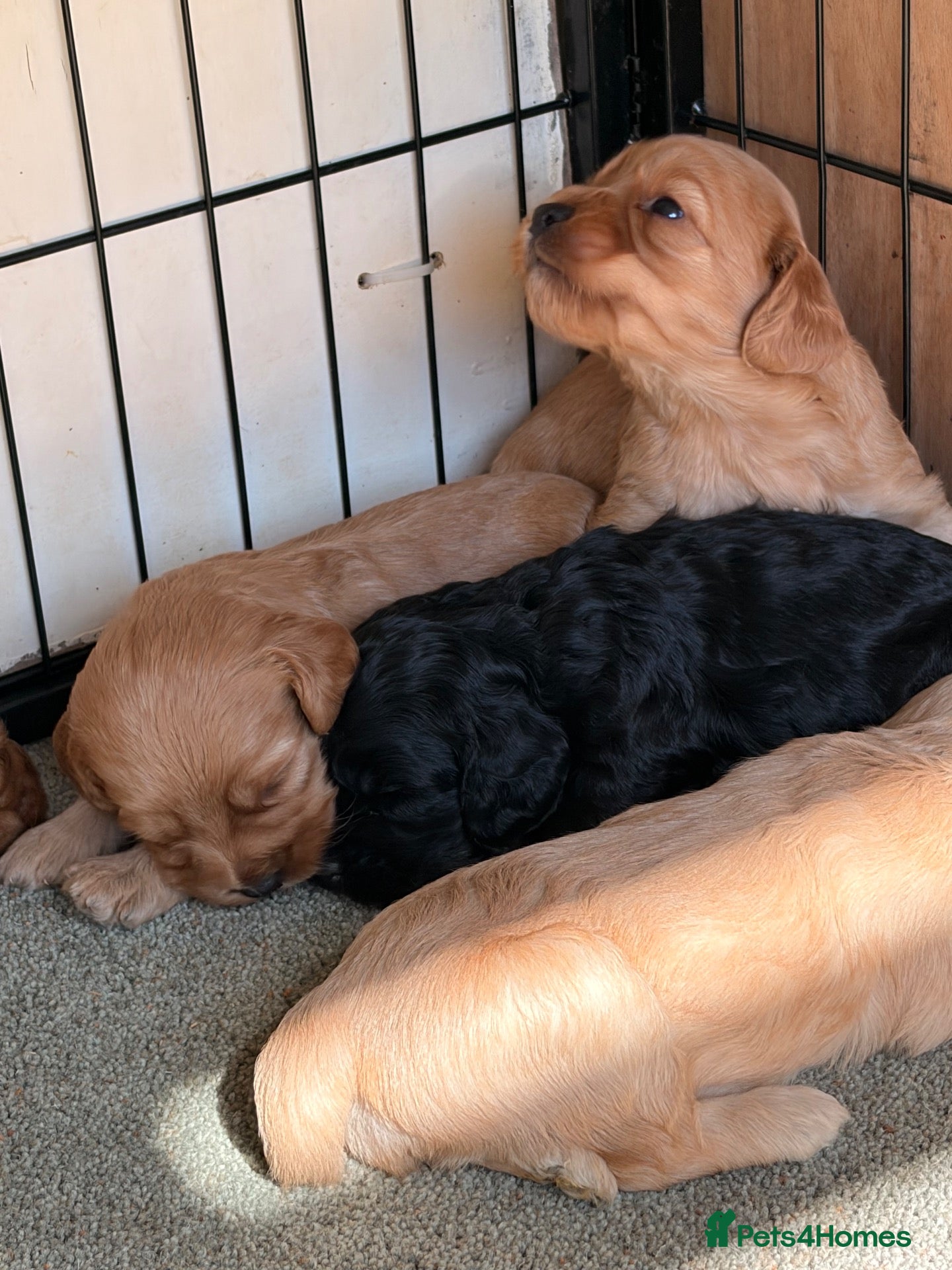 Cockapoo dogs Cutest Cockapoo Puppies! 3 Boys, 2 Girls  - Advert 1
