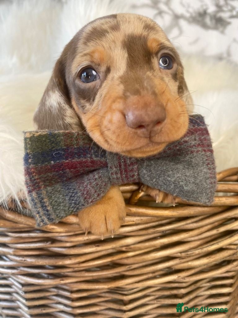Miniature Dachshund dogs for sale: Beautiful Miniature Dachshund Puppies in Wigan - Advert 7