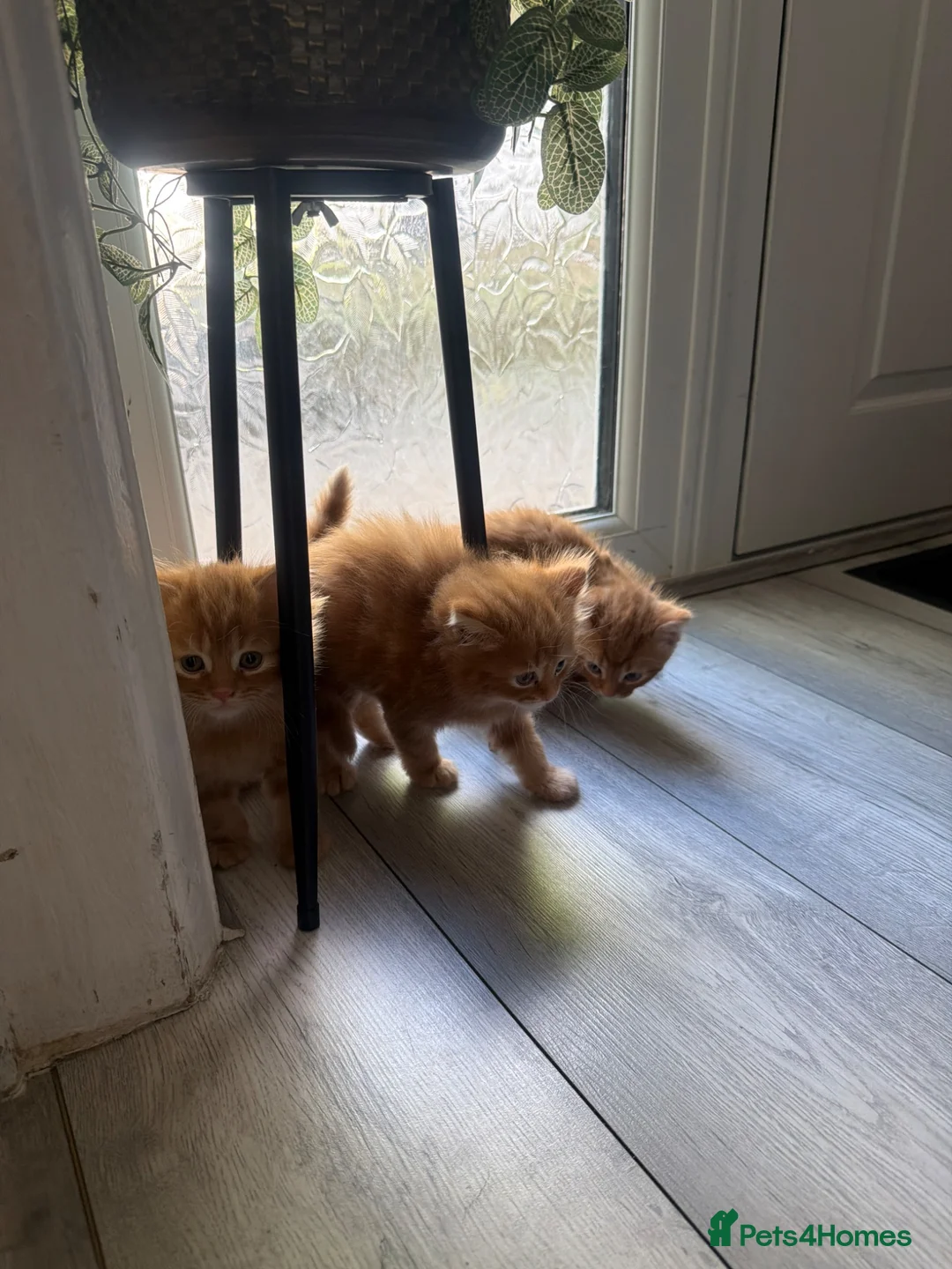 Mixed Breed cats for sale: Ginger kittens - Advert 2