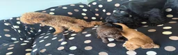 Cockapoo dogs for sale: Two beautiful puppies - Advert 2
