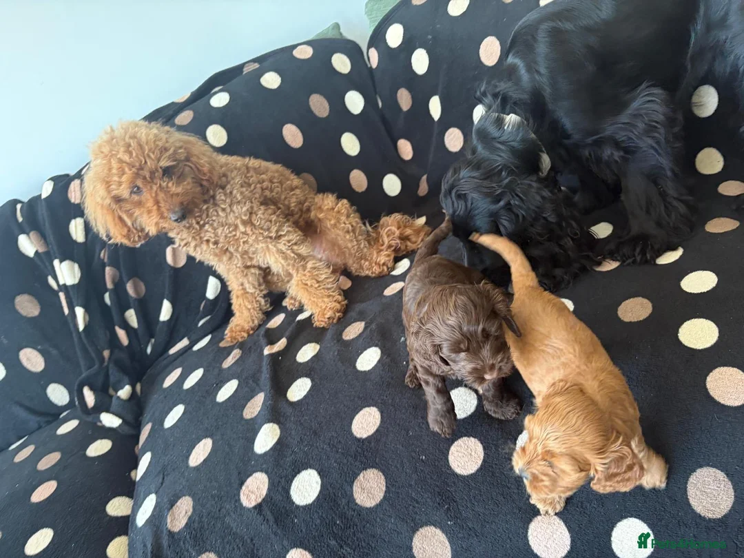 Cockapoo dogs for sale: Two beautiful puppies - Advert 2