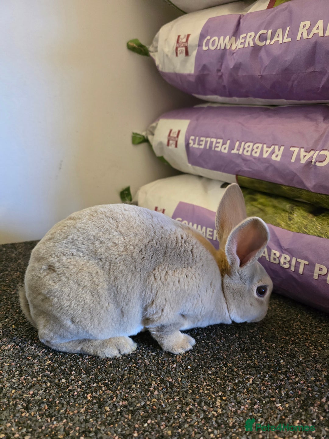 Rex rabbits for sale: ❤️Rex bunnies ready to leave❤️ - Advert 5