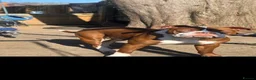 Alapaha Blue Blood Bulldog dogs for sale: Alpha blueblood bulldog - Advert 1