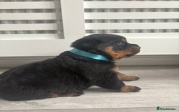 Rottweiler dogs for sale: Rottweiler puppies for sale - Image 7