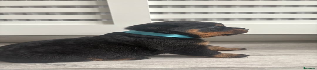 Rottweiler Puppy 1