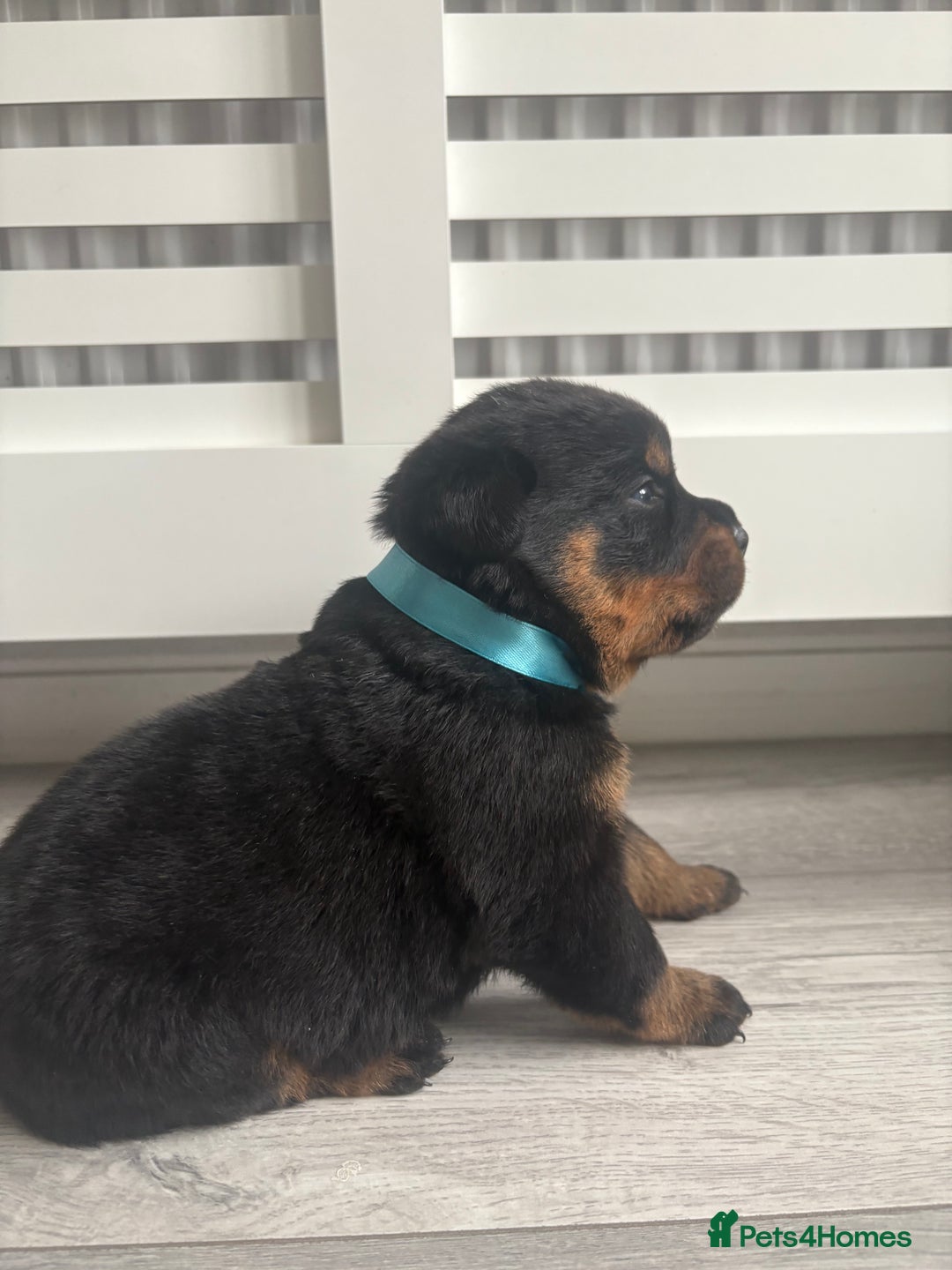 Rottweiler dogs for sale: Rottweiler puppies for sale - Image 7