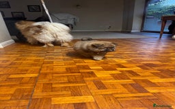 Chow Chow dogs for sale: Puppies looking for new home - Image 31