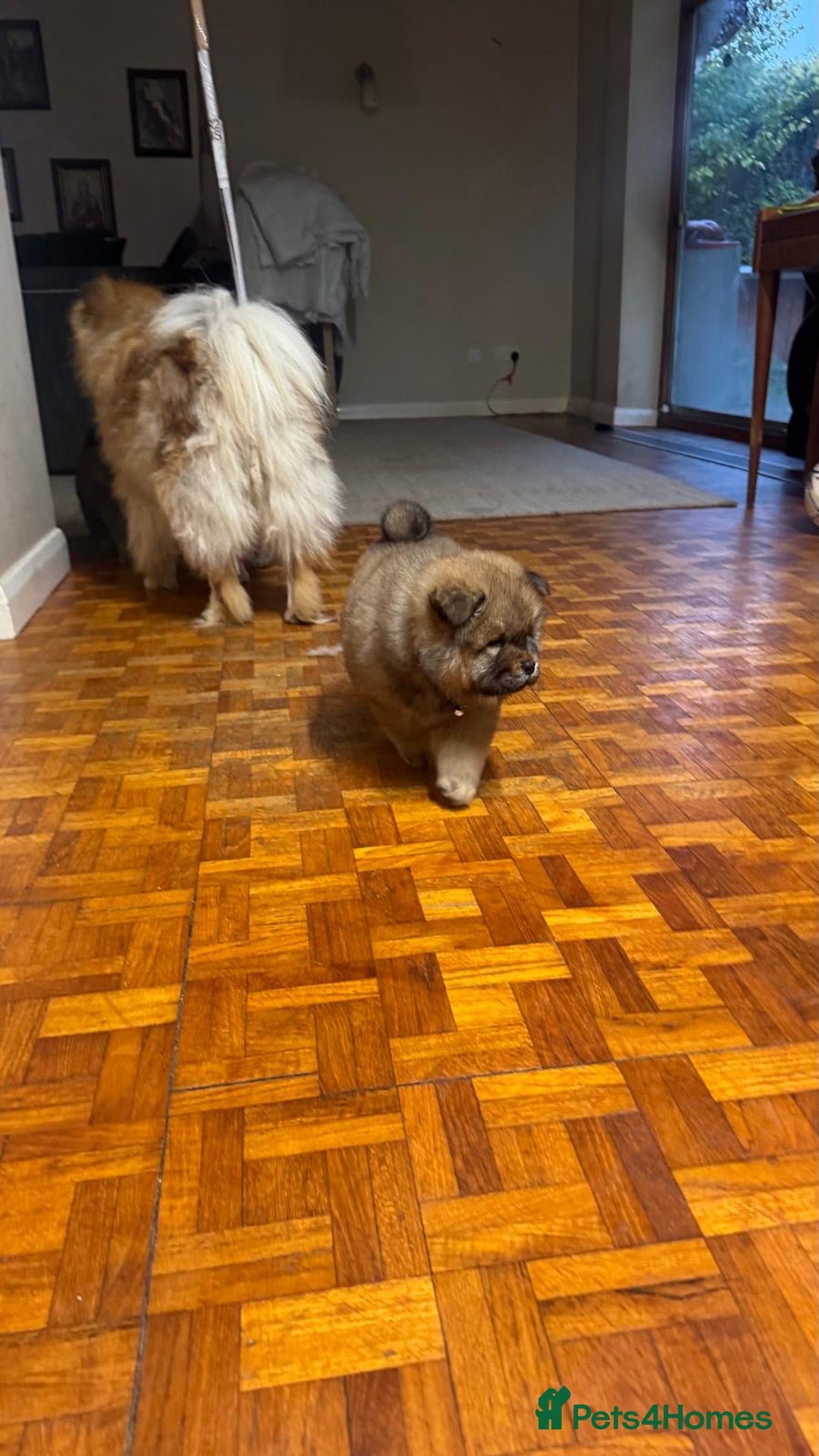 Chow Chow dogs for sale: Puppies looking for new home - Image 31