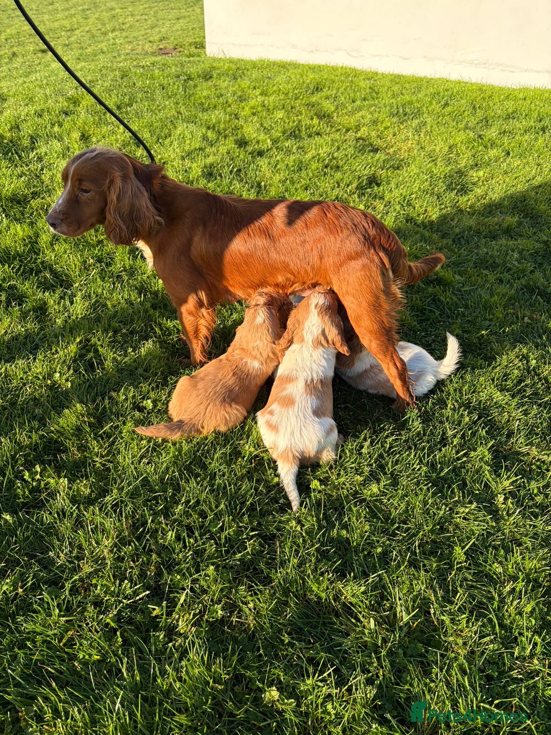 Cocker Spaniel dogs for sale: Cocker spaniels - Advert 11