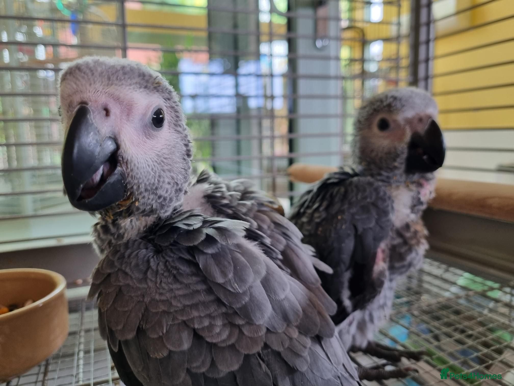 Parrots birds African Grey Baby - Advert 11