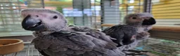 Parrots birds for sale: African Grey Baby - Advert 1