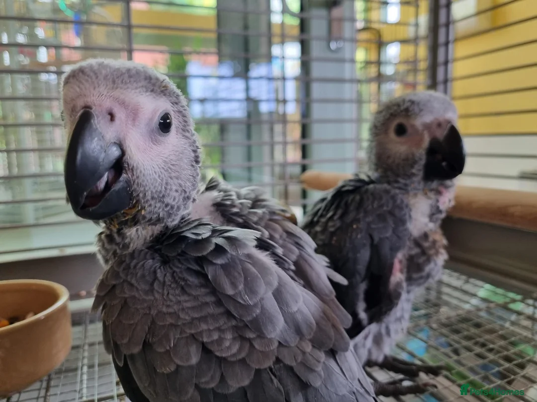 Parrots birds for sale: African Grey Baby - Advert 1