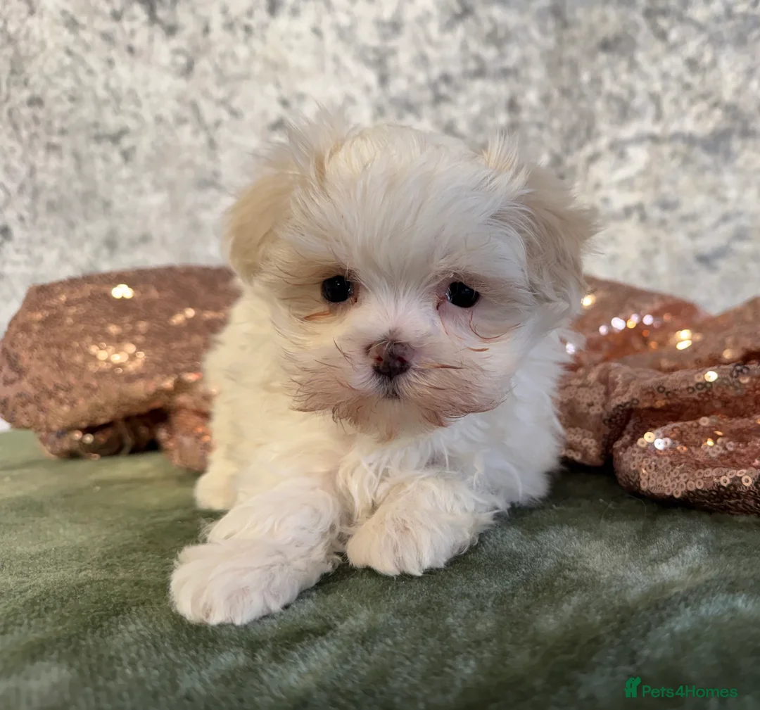 Maltipoo dogs for sale: Tiny f1b maltipoos  - Advert 2