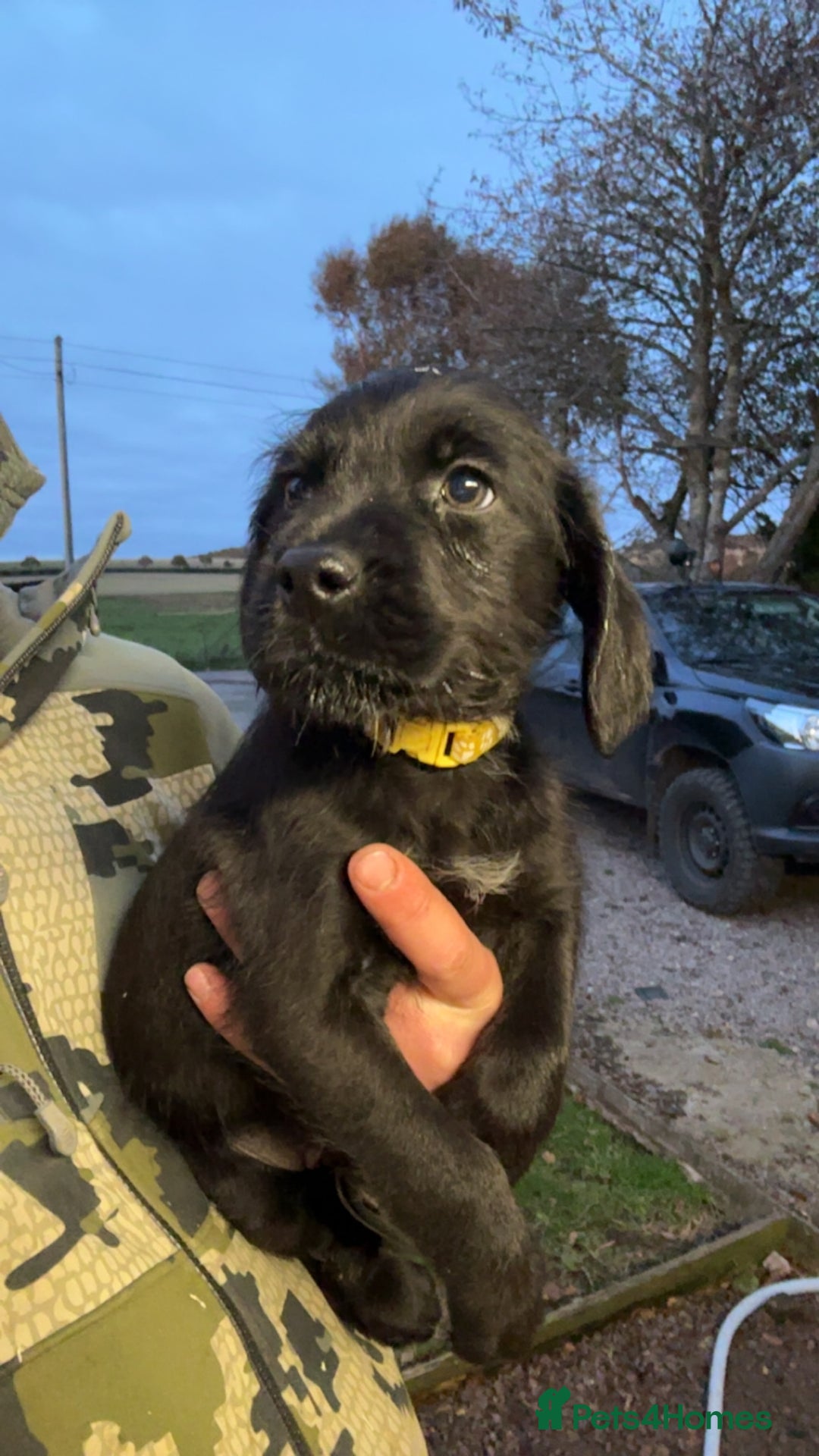 Labrador Retriever dogs for sale: Labrador x GWP bitch  - Advert 8