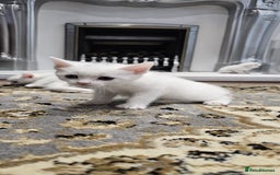 British Shorthair cats for sale: x6 Gorgeous Kittens looking for forever homes - Image 9