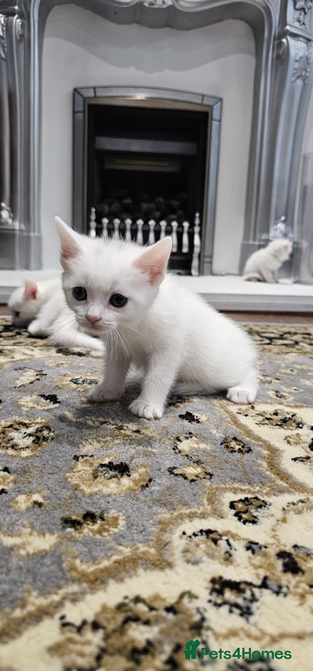 British Shorthair cats for sale: x6 Gorgeous Kittens looking for forever homes - Image 9