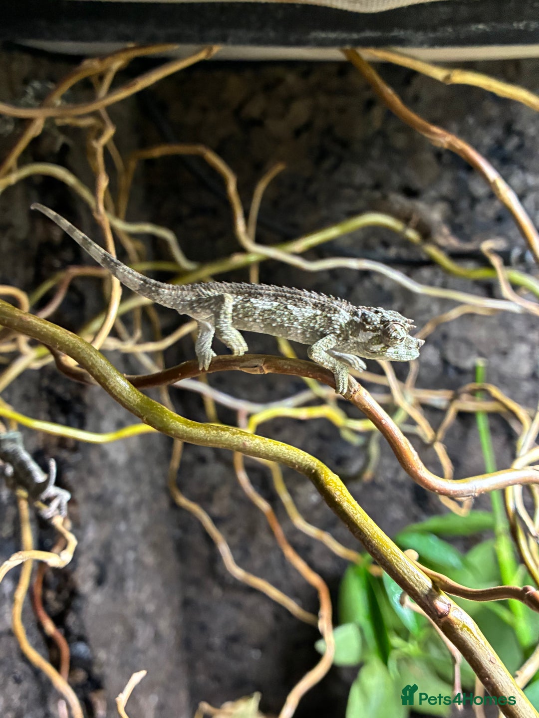 Chameleon reptiles for sale: Jackson Chameleons - Advert 5