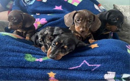 Dachshund dogs for sale: Puppies for sale - Image 7