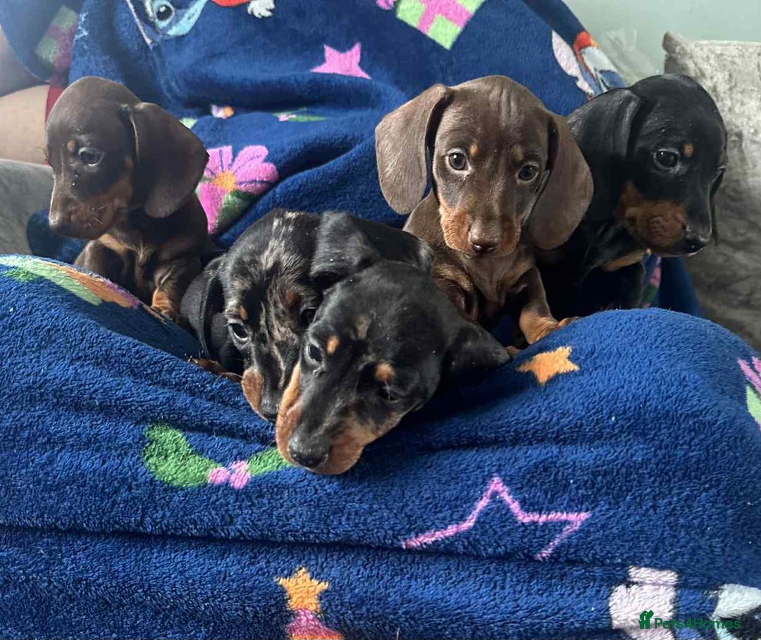 Dachshund dogs for sale: Puppies for sale - Image 7