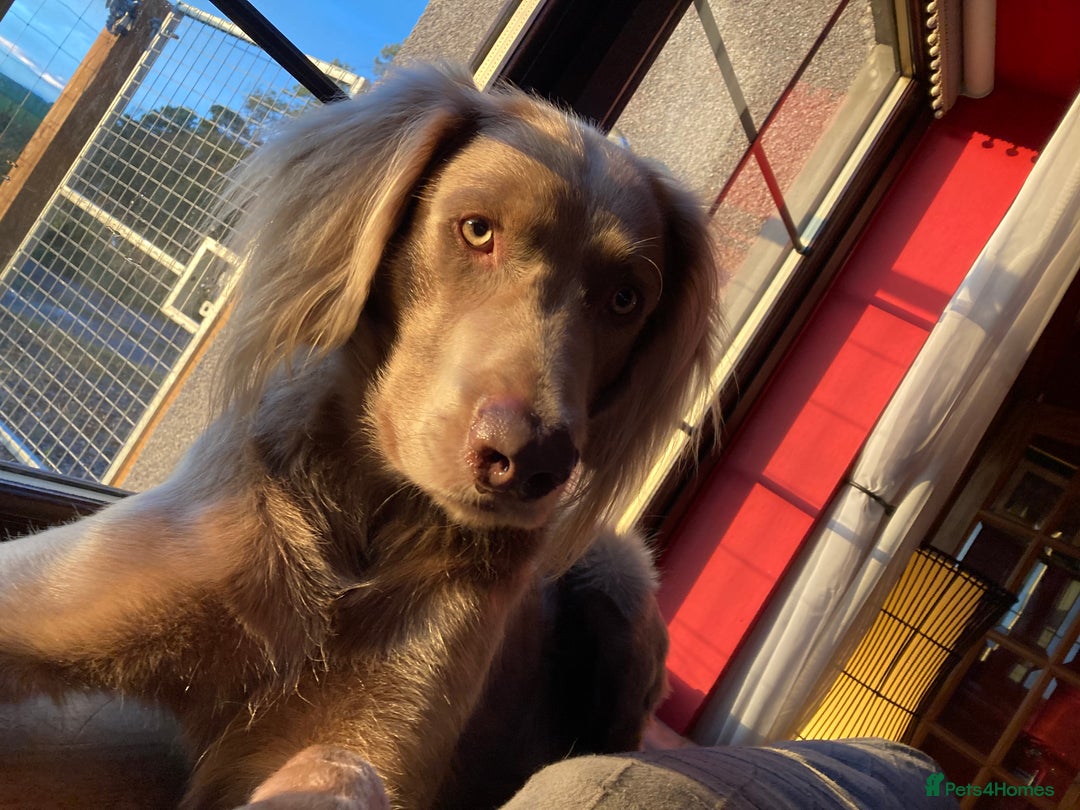 Weimaraner dogs for stud: LongHair Weim.kC Reg & DNA tested.Proven.N/E Scotl in Turriff - Advert 3