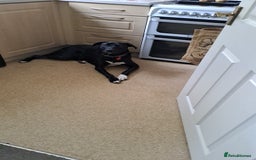 Mixed Breed dogs for sale: Dog nearly 2 needs new home - Image 2