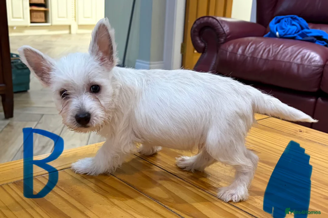West Highland Terrier dogs for sale: West Highland Terrier puppies.  - Advert 7