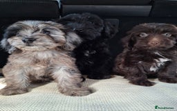 Sproodle dogs for sale: Gorgeous f1b sproodle pups, dna tests. - Image 9