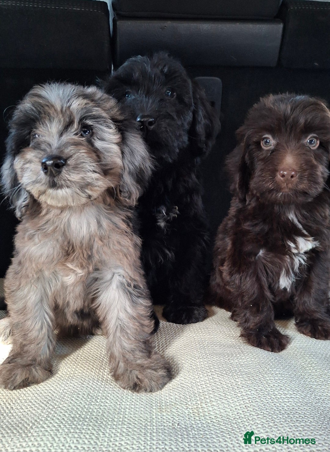 Sproodle dogs for sale: Gorgeous f1b sproodle pups, dna tests. - Image 9