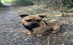 Jug dogs for stud: Archie  - Image 1