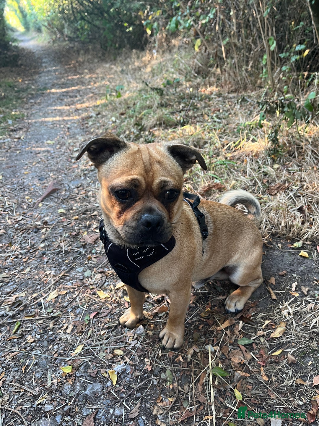 Jug dogs for stud: Archie  - Image 1