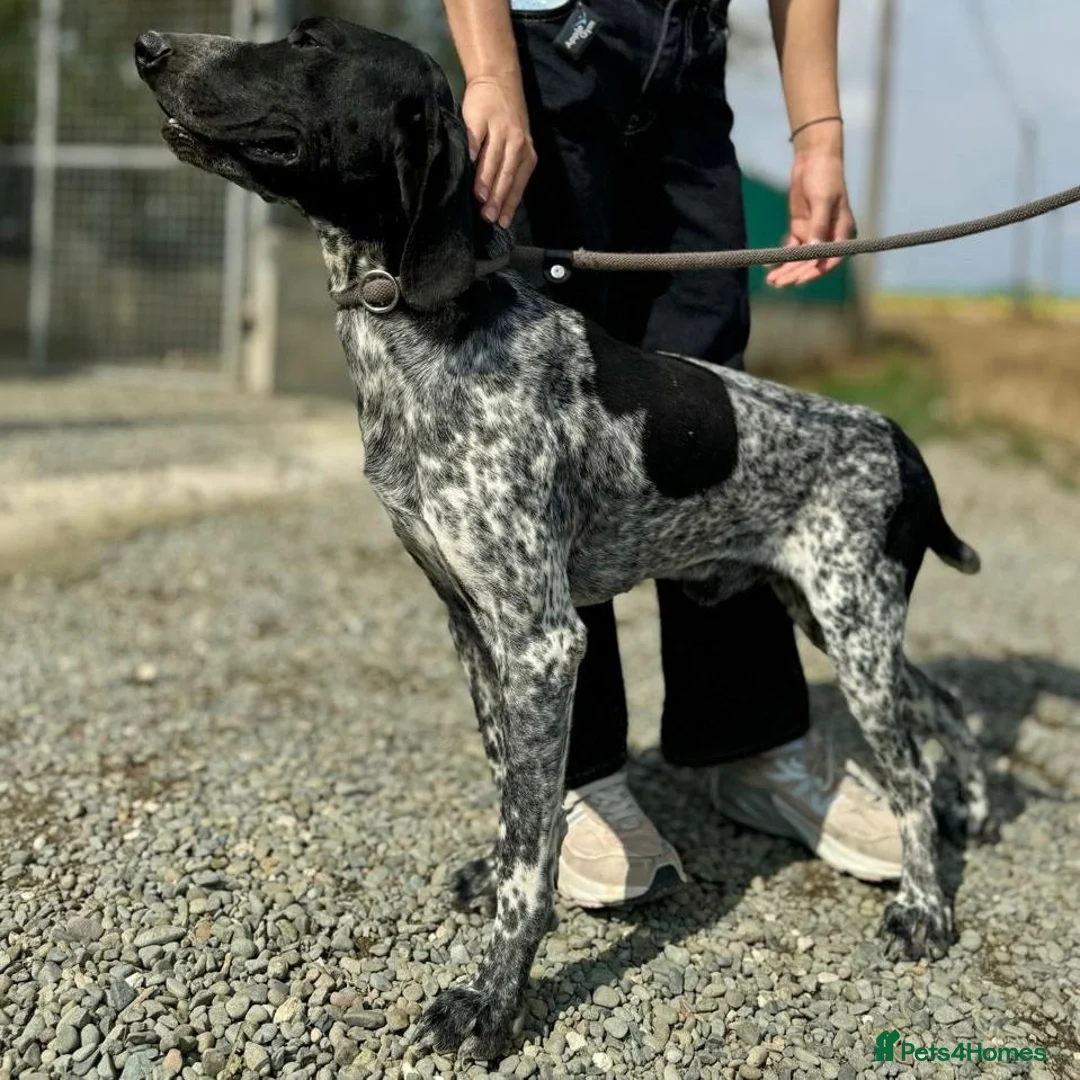 Mixed Breed dogs for adoption: Bracken (German Pointer mix) - Advert 15