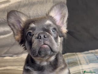 French Bulldog dogs Bleu – Beautiful Lilac French Bulldog Puppy - Advert 13