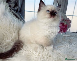 Ragdoll cats Only Two Kittens Available ready to go 🐾 - Advert 4