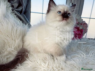 Ragdoll cats Only Two Kittens Available ready to go 🐾 - Advert 9