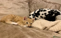 Domestic Shorthair cats for sale: Ginger kittens  - Image 4