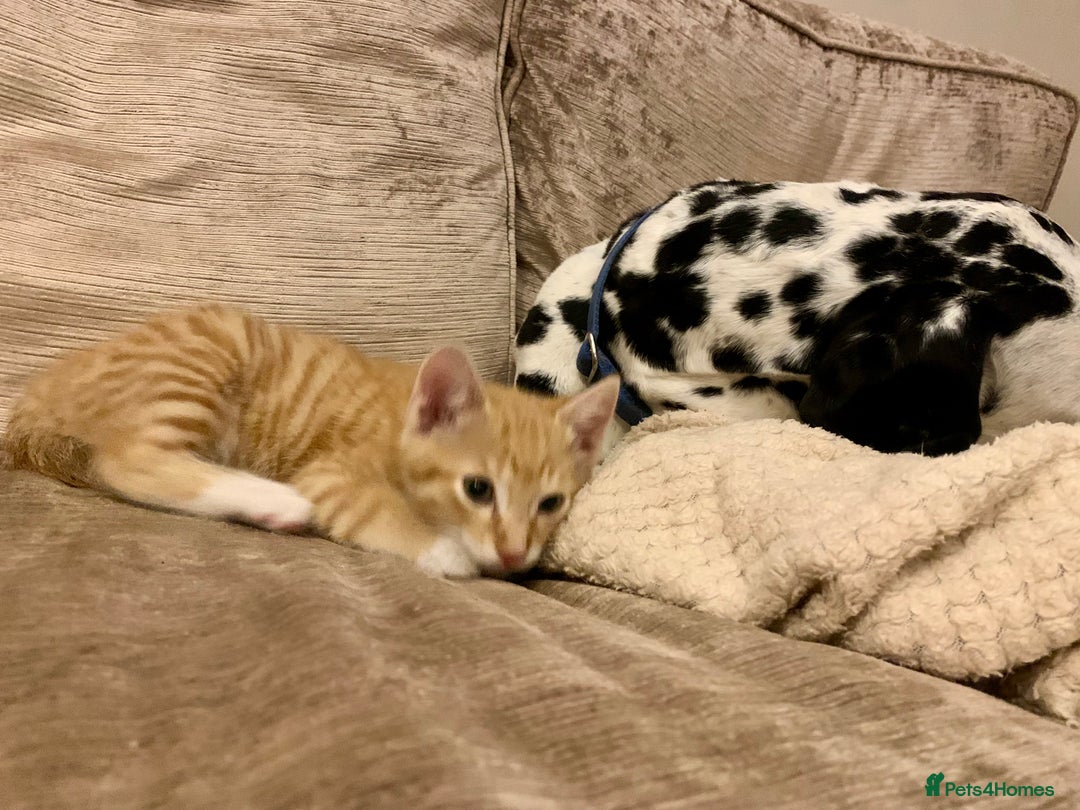 Domestic Shorthair cats for sale: Ginger kittens  - Image 4