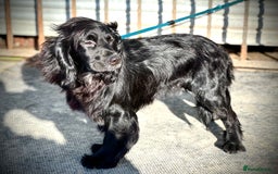 Mixed Breed dogs for sale: Cocker Pei (Mini Hippo) - Image 8