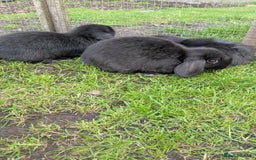 Mini Lop rabbits for sale: Mini lop babies. - Image 5