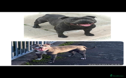 Staffordshire Bull Terrier dogs for sale: Blue Staffordshire Bull Terriers Staffy staffie - Image 8