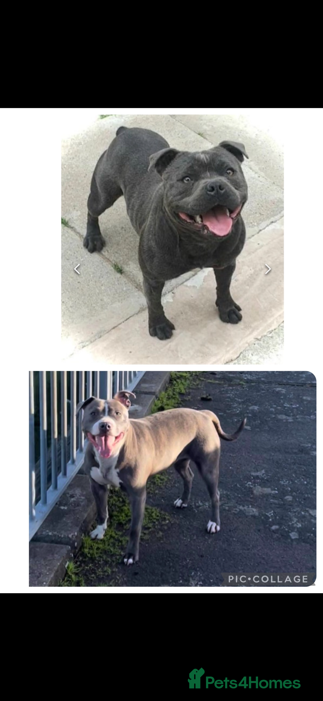 Staffordshire Bull Terrier dogs for sale: Blue Staffordshire Bull Terriers Staffy staffie - Image 8