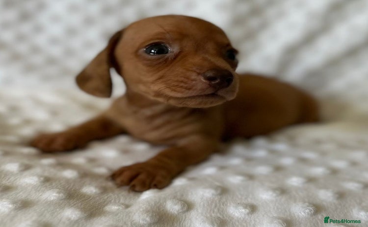 Miniature Dachshund dogs - Advert 16