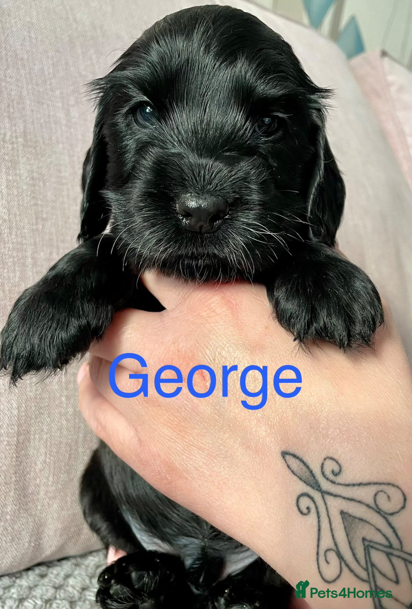 Cocker Spaniel dogs 1 black boy KC reg Show Cocker ready 16/06/26 - Advert 5