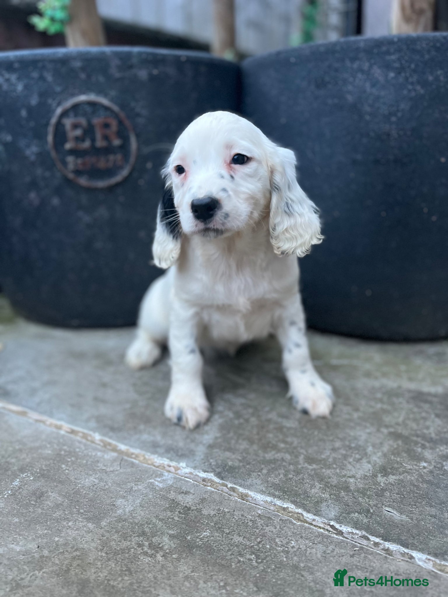 English Springer Spaniel dogs KC HEALTH TESTED SPRINGER SPANIELS  - Advert 2