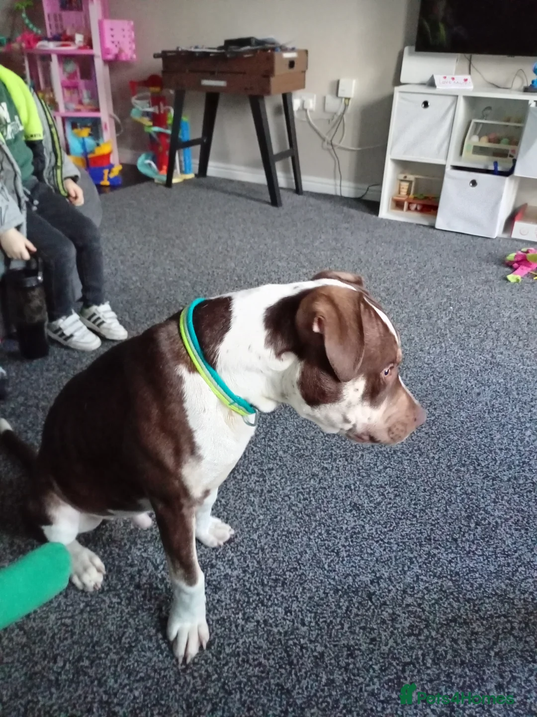 American Bully dogs for sale: 6month old american bully  - Advert 2