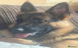 German Shepherd dogs for sale: This is willow  - Image 3