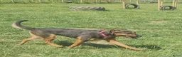 Mixed Breed dogs for adoption: AMELIA - 22 months old, Female, Mixed Breed in Eastbourne - Advert 11