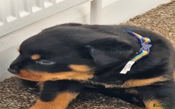 Rottweiler dogs for sale: Pure breed Rottweiler  - Image 25