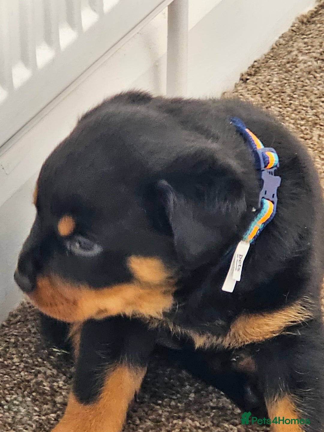 Rottweiler dogs for sale: Pure breed Rottweiler  - Image 25