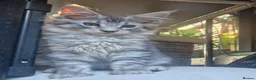 Maine Coon cats for sale: Maine Coon and mix Maine coon - Advert 9